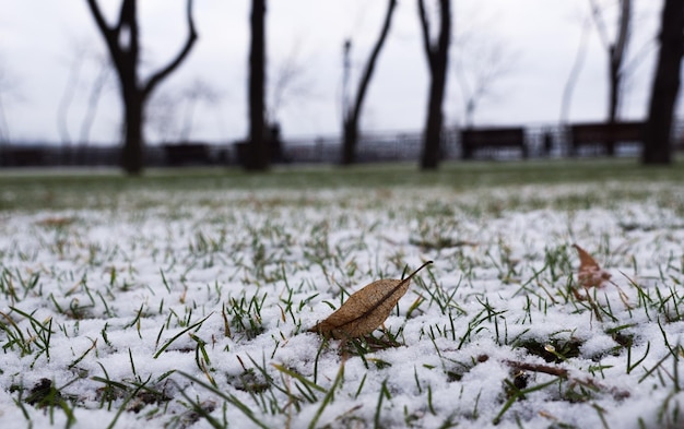 Jour nuageux d'hiver, neige sur l'herbe, feuille tombée, parc de la ville. Paysage de la ville. Photo de haute qualité