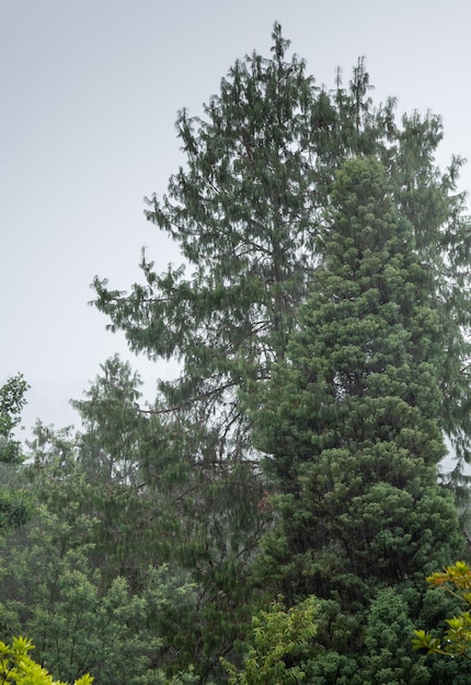 Jour de pluie sur une forêt au Brésil. Pluie sur les arbres.