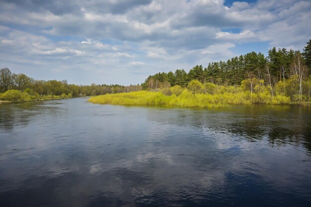 Jour de printemps sur la rivière de la forêt