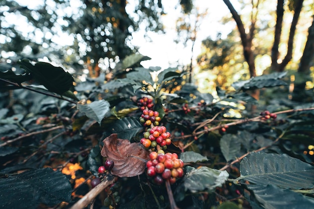 Jour de la récolte du café et de la plantation de café arabica en Thaïlande