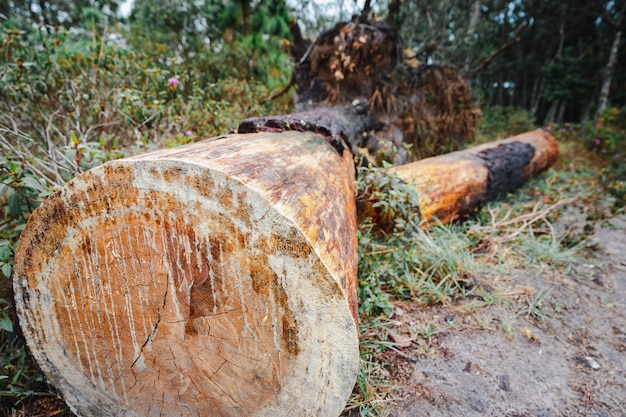 Photo un journal dans la forêt, des bûches de pin empilé en forêt, des bûches de bois, l'exploitation forestière.