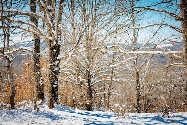 Journée ensoleillée dans une forêt d'hiver.