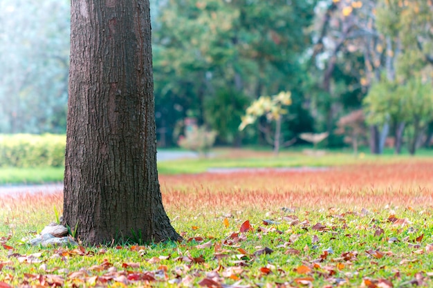 Journée ensoleillée dans le parc