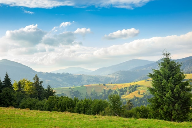 Journée ensoleillée d'été est dans le paysage de montagne des Carpates Ukraine Europe