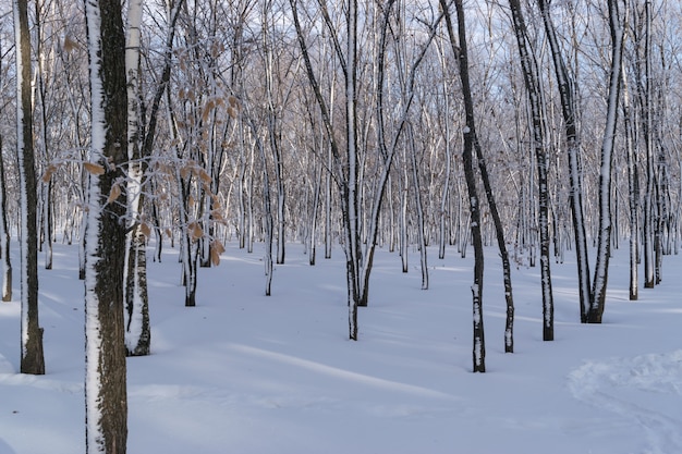 Journée ensoleillée de la forêt d'hiver dans le parc