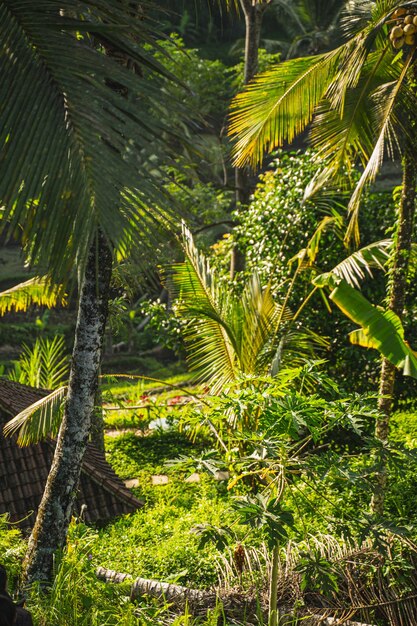 Journée ensoleillée sur l'île tropicale, palmiers exotiques poussant dans un pays paisible photo stock