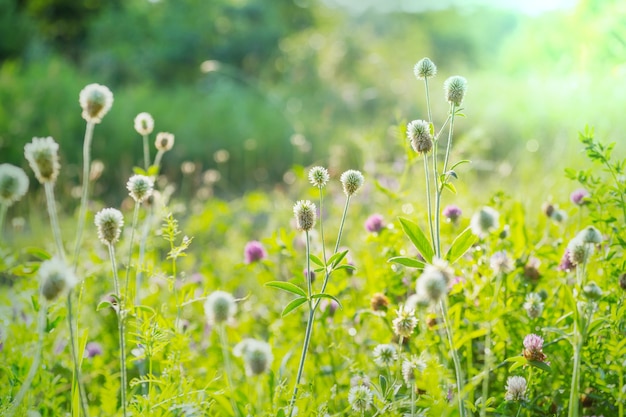 Journée ensoleillée sur la prairie de fleurs.