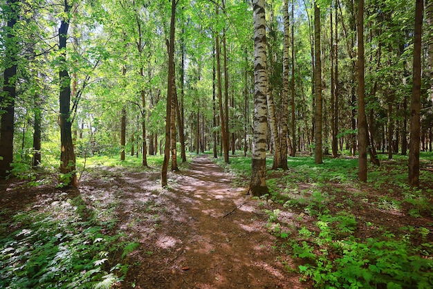 journée d'été ensoleillée dans un parc verdoyant, fond d'arbres de beaux paysages