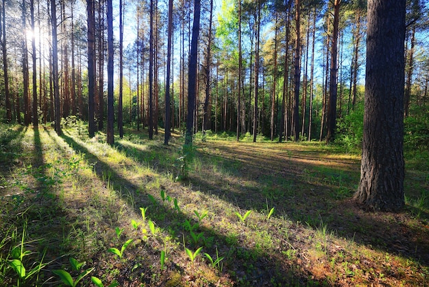 journée d'été ensoleillée dans un parc verdoyant, fond d'arbres de beaux paysages