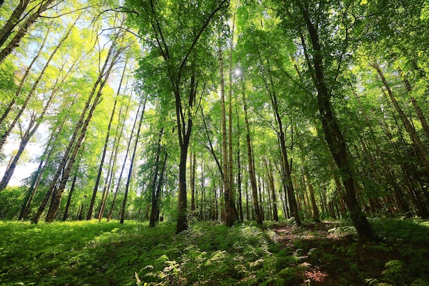 journée d'été ensoleillée dans un parc verdoyant, fond d'arbres de beaux paysages