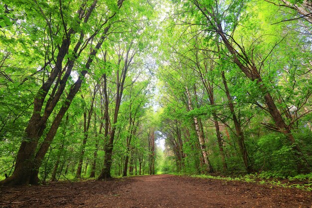 Journée d'été ensoleillée dans un parc verdoyant