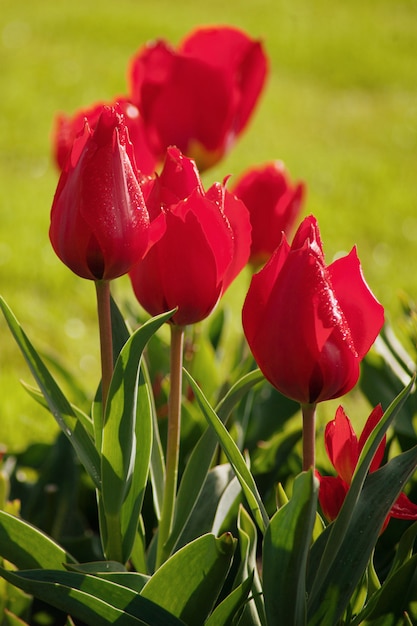 Journée de la femme. La Saint Valentin. Tulipes de printemps.