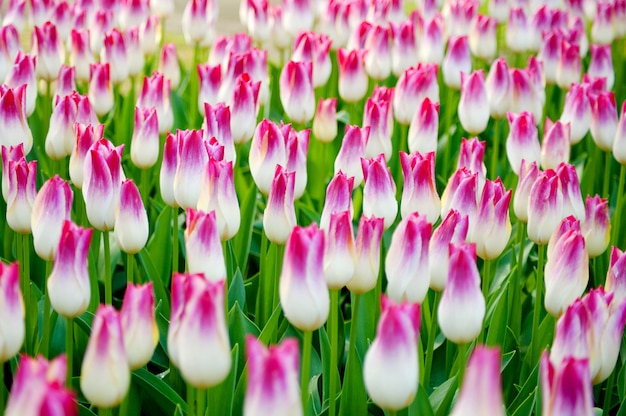 Journée de la femme. La Saint Valentin. Tulipes de printemps.