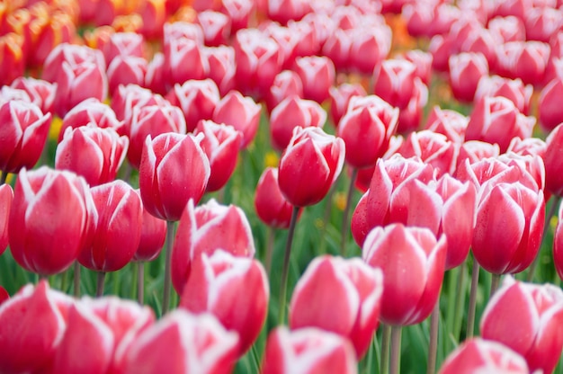 Journée de la femme. La Saint Valentin. Tulipes de printemps.