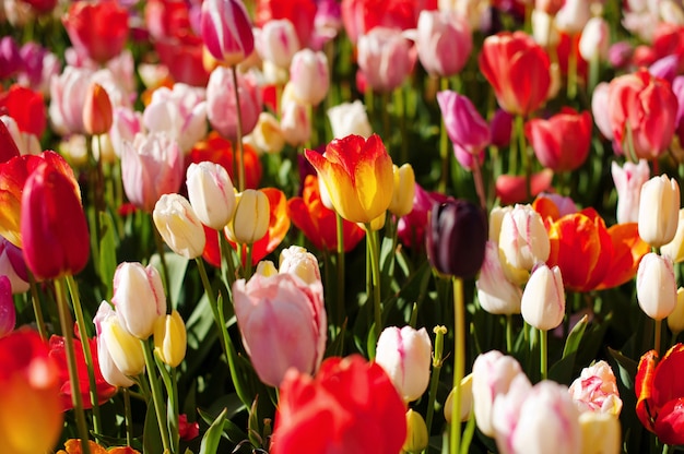 Journée de la femme. La Saint Valentin. Tulipes de printemps.