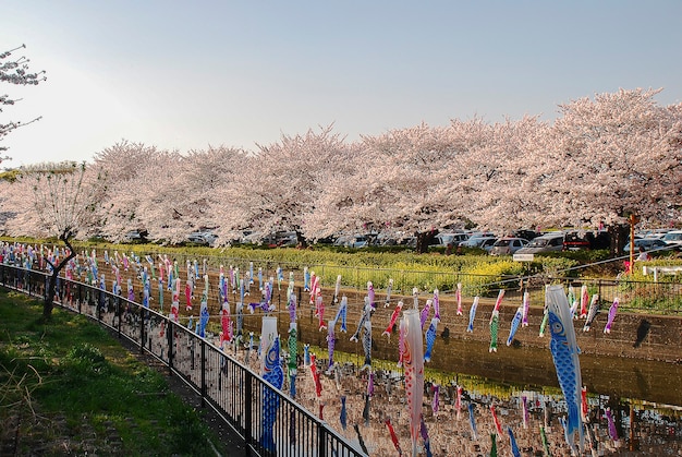 Journée des garçons au Japon. Fleur de cerisier.