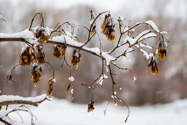 Journée D'hiver, Une Branche D'arbre Recouverte De Neige Et De Glace