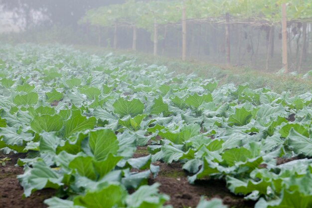 Journée d'hiver brumeuse de potager de chou-fleur à Ranisankail Thakurgaon Rangpur Bangladesh