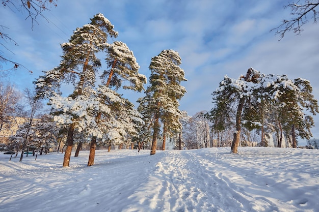 Journée d'hiver dans une pinède