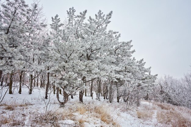 Journée d'hiver dans une pinède