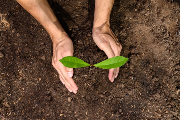 Journée mondiale de l'environnement, Planter des arbres et aimer l'environnement, aimer la nature.