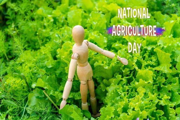 La Journée nationale de l'agriculture avec un mannequin en bois parmi les feuilles de laitue vibrantes
