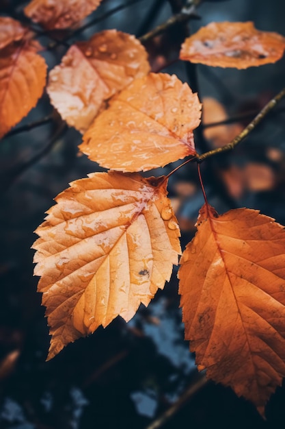 Une journée pluvieuse d'automne, une nature esthétique, un fond avec des feuilles lumineuses en gros plan, une belle saison d'hiver.