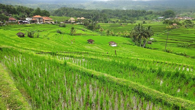 Journée en terrasse de riz Jatiluwih à Ubud Bali