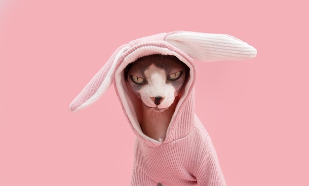 Joyeuses Pâques chat portant un costume de lapin oreilles isolé sur fond pastel rose