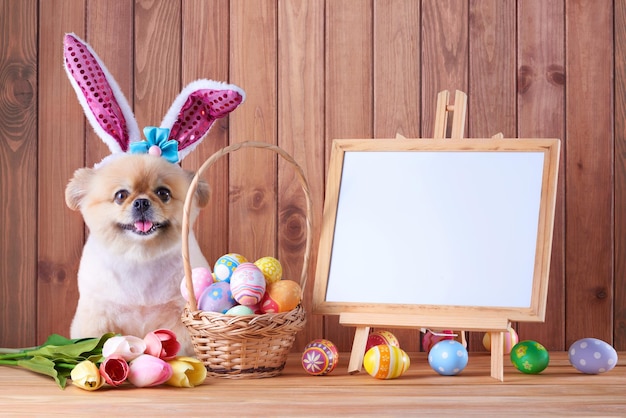 Joyeuses Pâques oeufs colorés dans le panier et chiots mignons Pomeranian Mixed Breed Pékinois chien Porter des oreilles de lapin assis sur fond de plancher de bois