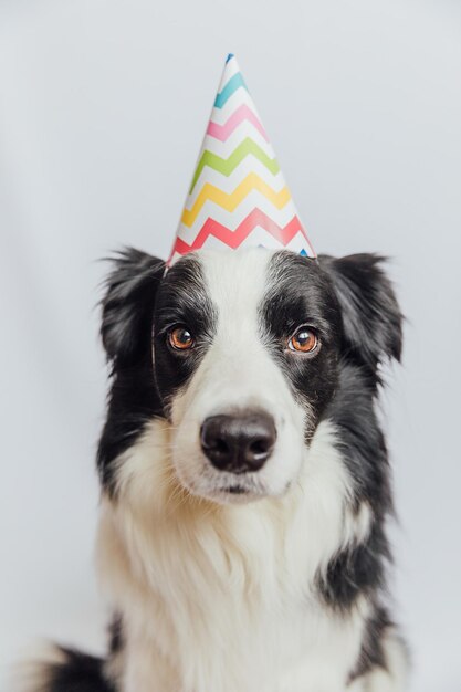 Joyeux anniversaire fête concept drôle mignon chiot chien border collie portant un chapeau stupide d'anniversaire isolé