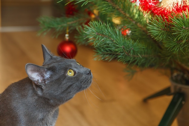 Joyeux chat bleu russe joue avec un jouet de Noël. Chaton mignon coquin. Chat de Noël.