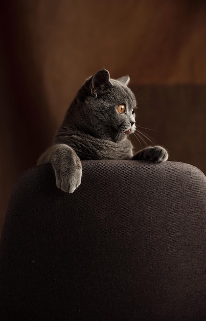 Joyeux chaton de race écossaise et de couleur grise joue sur une chaise drôle d'animal de compagnie le chat joue à la maison portrait de chat écossais