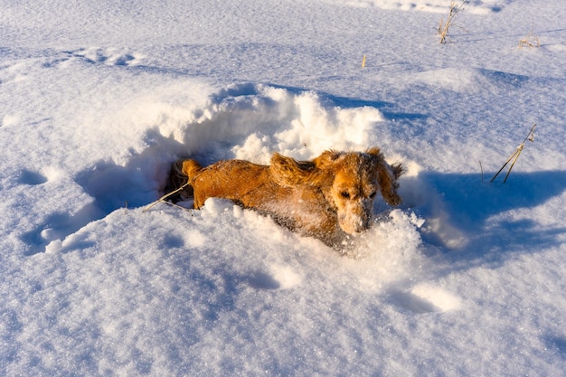 Joyeux chien actif jouant dans les congères dans un village enneigé d'hiver dans les montagnes de l'Oural