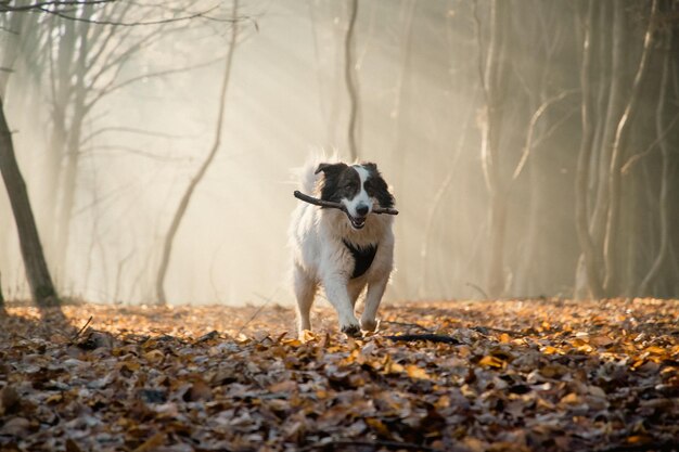 joyeux chien blanc jouant dans une forêt brumeuse à la fin de l'automne