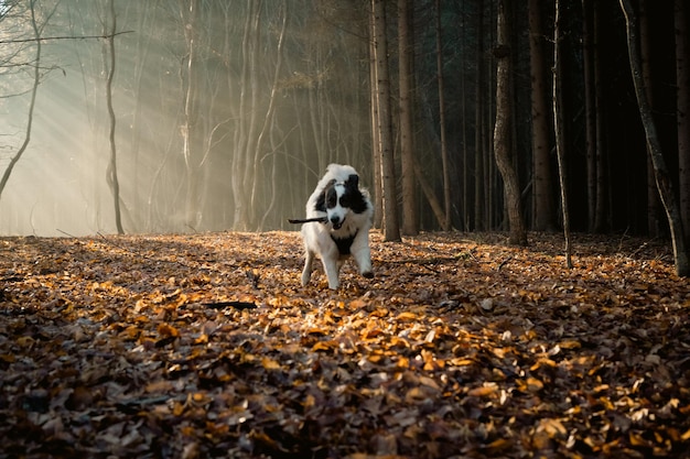 joyeux chien blanc jouant dans une forêt brumeuse à la fin de l'automne