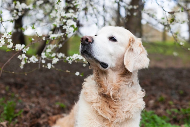 Joyeux chien chiot golden retriever souriant près d'un arbre avec des fleurs blanches