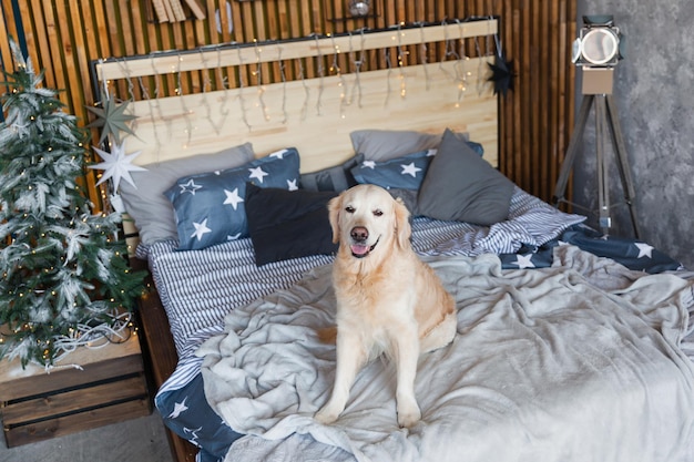 Joyeux chien golden retriever dans une chambre de style scandinave avec arbre de Noël, étoiles, lumières, coussins décoratifs. Hôtel ou chambre d'accueil acceptant les animaux domestiques. Concept de soins aux animaux.