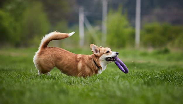 Joyeux chien Welsh Corgi Pembroke jouant avec un extracteur dans le parc du printemps