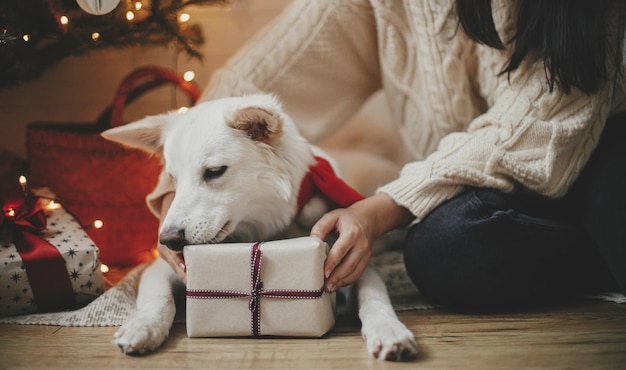 Photo joyeux noël chien mignon avec le propriétaire tenant un cadeau de noël sous les lumières de l'arbre de noël