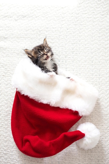 Joyeux Noël et Joyeux Nouvel An chaton maine coon moelleux drôle dort à l'intérieur du chapeau du Père Noël sur une couverture légère pour le texte