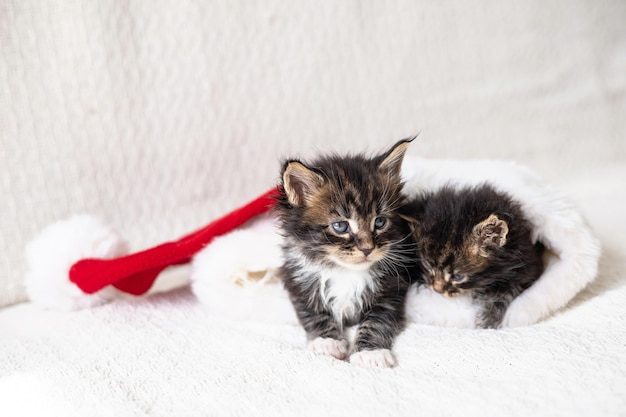 Joyeux Noël et Joyeux Nouvel An Deux mignons chatons maine coon moelleux sont couchés à l'intérieur du chapeau de Santa39s sur un fond clair place pour le texte