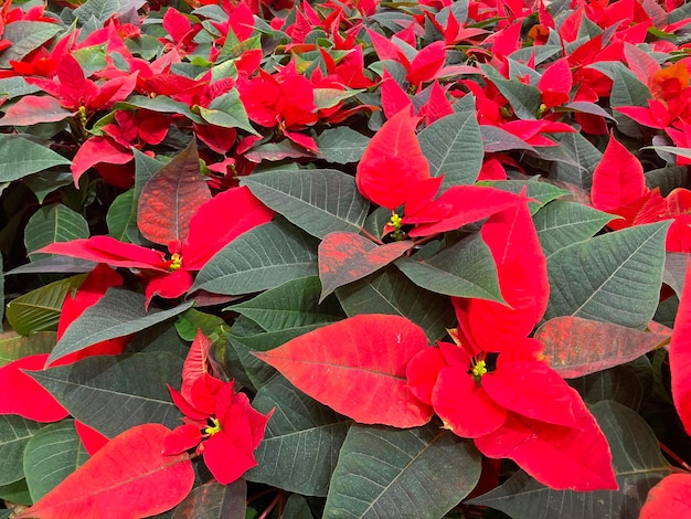 Joyeux Noël poinsettia fond verticalement