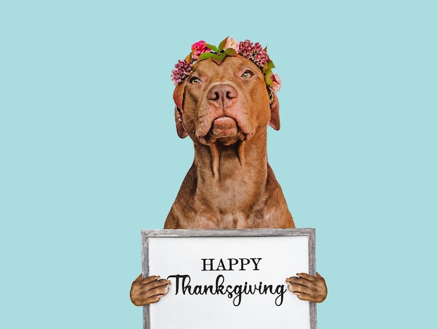 Joyeux Thanksgiving Charmant chiot tenant une pancarte de félicitations Gros plan à l'intérieur Prise de vue en studio Félicitations pour la famille, les proches, les amis et les collègues Concept de soins pour animaux de compagnie