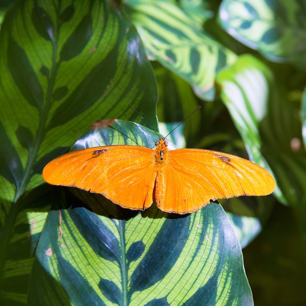 Photo julia aileron longas dryas iulia dans la feuille