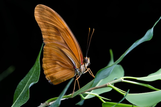Photo julia papillon avec bacs noir