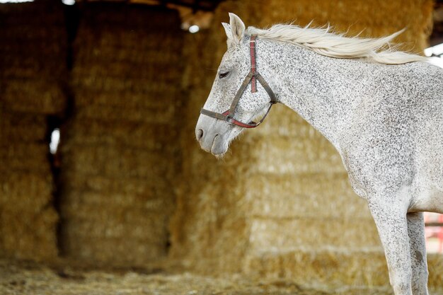 une jument et un poulain dans une ferme équestre sur fond de paille une chaude journée à l'écurie