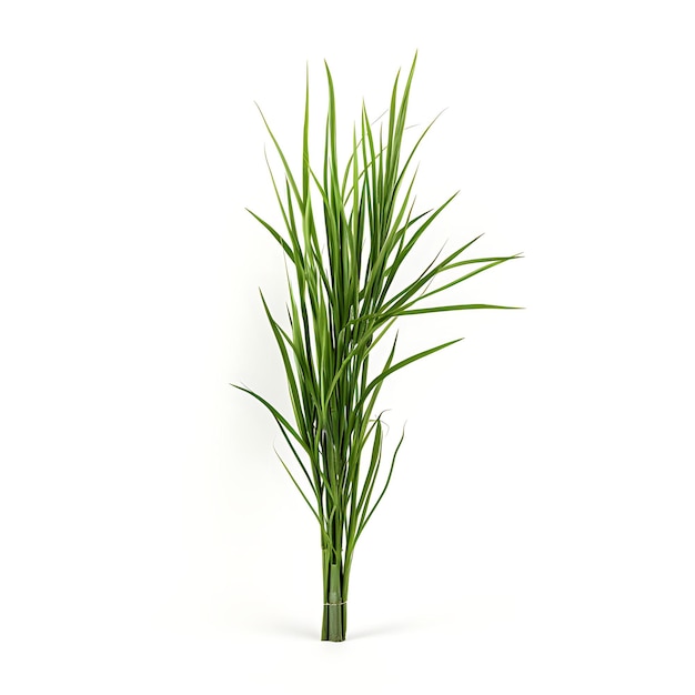 Juncus Effusus Sage Green une plante herbeuse à tige commune isolée sur un fond blanc propre