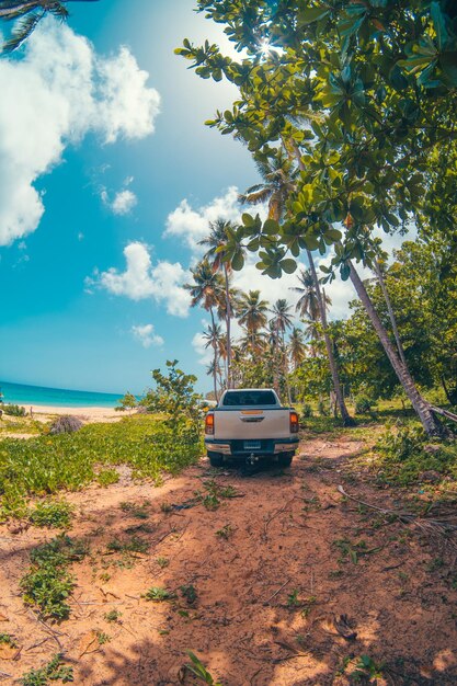 la jungle des Caraïbes