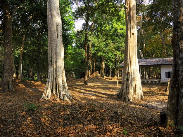 La jungle du sud du Laos